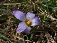 Romulea bulbocodium 37, Saxifraga-Harry Jans