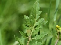 Rorippa sylvestris 9, Akkerkers, Saxifraga-Sonja Bouwman