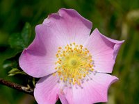 Rosa canina 74, Hondsroos, Saxifraga-Sonja Bouwman  1012. Hondsroos - Rosa canina - Rosaceae familie (i) Everdingen