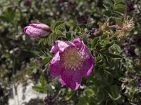 Rosa pendulina 5, Saxifraga-Willem van Kruijsbergen