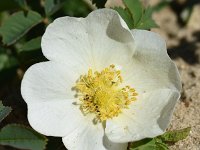 Rosa pimpinellifolia 29, Duinroos, Saxifraga-Sonja Bouwman  715. Duinroos - Rosa pimpinellifolia - Rosaceae familie (i) Katwijk aan Zee