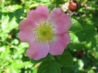 Rosa rubiginosa 26, Egelantier, Saxifraga-National Botanical Garden of Latvia