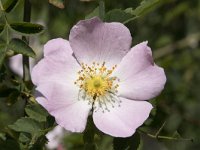 Rosa rubiginosa 27, Egelantier, Saxifraga-Willem van Kruijsbergen