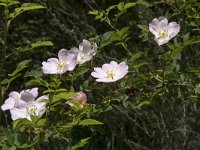 Rosa rubiginosa 28, Egelantier, Saxifraga-Willem van Kruijsbergen