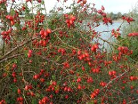 Rosa rubiginosa 32, Egelantier, Saxifraga-Ed Stikvoort
