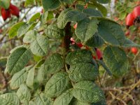 Rosa rubiginosa 34, Egelantier, Saxifraga-Ed Stikvoort