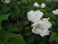 Rosa rugosa 1, Rimpelroos, Saxifraga-Rutger Barendse