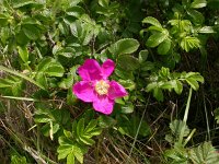 Rosa rugosa 3, Rimpelroos, Saxifraga-Peter Meininger