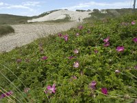 Rosa rugosa 5, Rimpelroos, Saxifraga-Jan van der Straaten