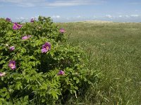 Rosa rugosa 6, Rimpelroos, Saxifraga-Jan van der Straaten