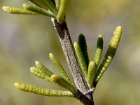 Rosmarinus eriocalyx