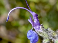 Rosmarinus eriocalyx 2, Saxifraga-Sonja Bouwman  Rosmarinus eriocalyx - Lamiaceae familie