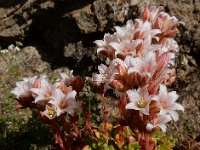 Rosularia sempervivum 3, Saxifraga-Ed Stikvoort