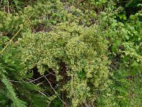 Rubia peregrina 12, Saxifraga-Hans Grotenhuis