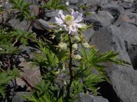 Rubus laciniatus 10, Peterseliebraam, Saxifraga-Ed Stikvoort