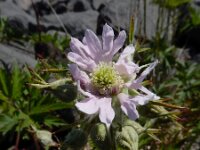 Rubus laciniatus 13, Peterseliebraam, Saxifraga-Ed Stikvoort