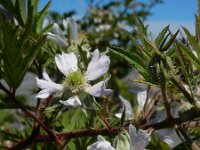 Rubus laciniatus 9, Peterseliebraam, Saxifraga-Ed Stikvoort