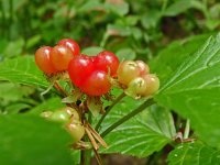 Rubus saxatilis 7, Steenbraam, Saxifraga-Hans Grotenhuis