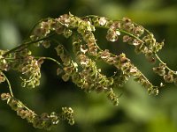 Rumex acetosa 28, Veldzuring, Saxifraga Jan van der Straaten