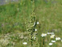 Rumex crispus 13, Krulzuring, Saxifraga-Sonja Bouwman  740. Krulzuring - Rumex crispus - Polygonaceae familie (i)