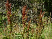 Rumex sanguineus 4, Bloedzuring, Saxifraga-Ed Stikvoort