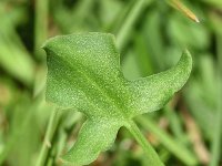 Rumex scutatus 14, Spaanse zuring, Saxifraga-Sonja Bouwman  Rumex scutatus - Spaanse zuring - Polygonacaea familie