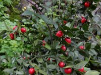 Ruscus aculeatus 23, Stekelige muizendoorn, Saxifraga-Ed Stikvoort