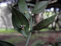 Ruscus aculeatus 24, Stekelige muizendoorn, Saxifraga-Ed Stikvoort