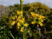 Ruta angustifolia 16, Saxifraga-Ed Stikvoort