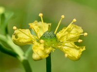 Ruta graveolens 7, Wijnruit, Saxifraga-Sonja Bouwman  1031. Wijnruit - Ruta graveolens - Rutaceae familie (zw)