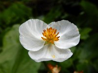 Sagittaria latifolia 22, Breed pijlkruid, Saxifraga-Ed Stikvoort