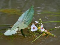 Sagittaria sagittifolia 25, Pijlkruid, Saxifraga-Tom Heijnen