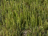 Salicornia europaea 46, Kortarige zeekraal, Saxifraga-Willem van Kruijsbergen