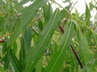 Salix acutifolia