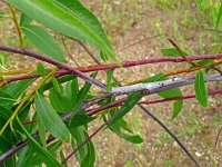 Salix acutifolia; Belarus, Mozyr, Strel'sky reservaat; 2016, juni  2