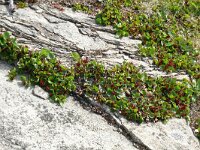 Salix herbacea 20, Saxifraga-Hans Grotenhuis