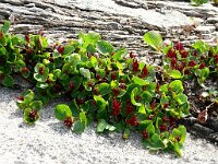 Salix herbacea 21, Saxifraga-Hans Grotenhuis