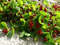 Salix herbacea 22, Saxifraga-Hans Grotenhuis
