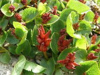 Salix herbacea 23, Saxifraga-Hans Grotenhuis