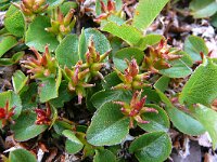 Salix herbacea 24, Saxifraga-Hans Grotenhuis