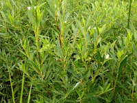 Salix rosmarinifolia