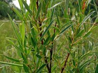 Salix rosmarinifolia 3, Saxifraga-Hans Grotenhuis