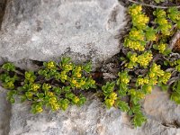 Salix serpillifolia