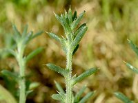 Salsola kali 13, Stekend loogkruid, Saxifraga-Sonja Bouwman  1037. Stekend loogkruid - Salsola kali - Amaranthaceae familie (i)