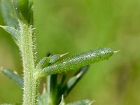 Salsola kali 14, Stekend loogkruid, Saxifraga-Sonja Bouwman  1037. Stekend loogkruid - Salsola kali - Amaranthaceae familie (i)