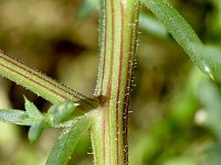 Salsola kali 15, Stekend loogkruid, Saxifraga-Sonja Bouwman  1037. Stekend loogkruid - Salsola kali - Amaranthaceae familie (i)