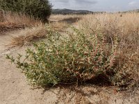 Salsola soda, Oppositeleaf Russian Thistle