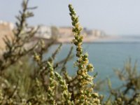 Salsola vermiculata 7, Saxifraga-Ed Stikvoort