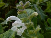 Salvia broussonetii 3, Saxifraga-Ed Stikvoort