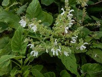 Salvia broussonetii 6, Saxifraga-Ed Stikvoort